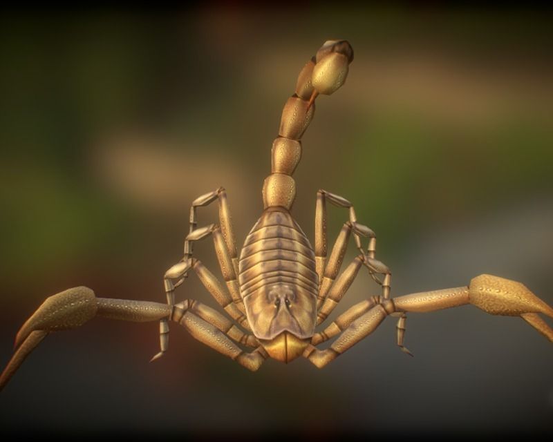 Animated Scorpion Low-poly 3D model_5