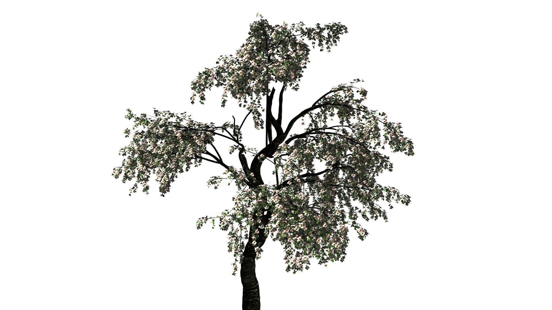 Cherry Tree Pack - All Three Seasons Low-poly 3D model_1