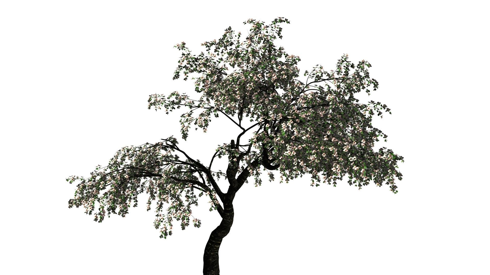 Cherry Tree Pack - All Three Seasons Low-poly 3D model_2