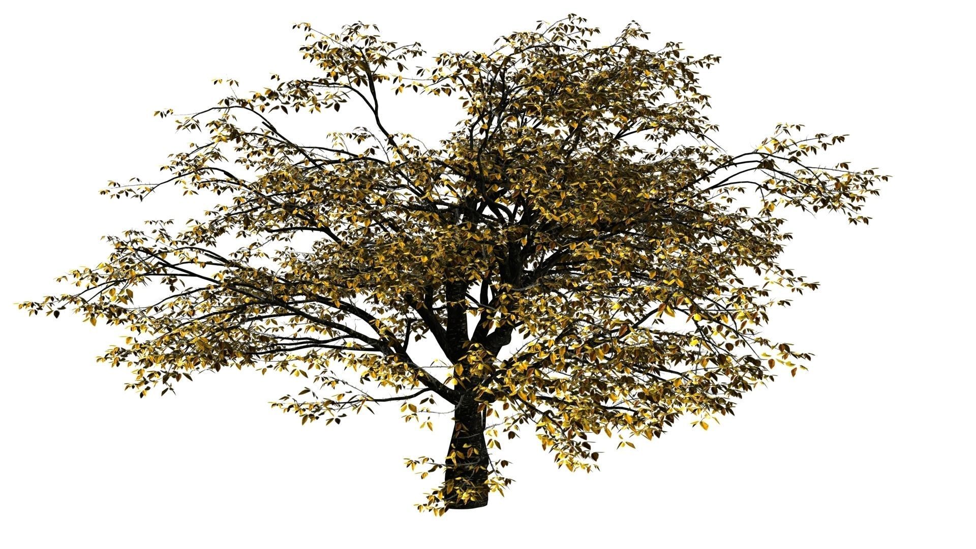 Cherry Tree Pack - All Three Seasons Low-poly 3D model_5