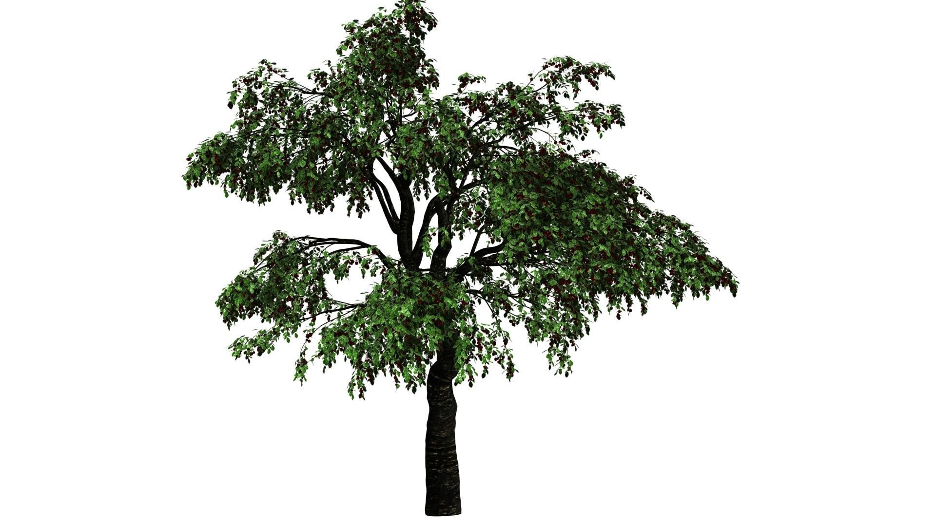 Cherry Tree Pack - All Three Seasons Low-poly 3D model_7