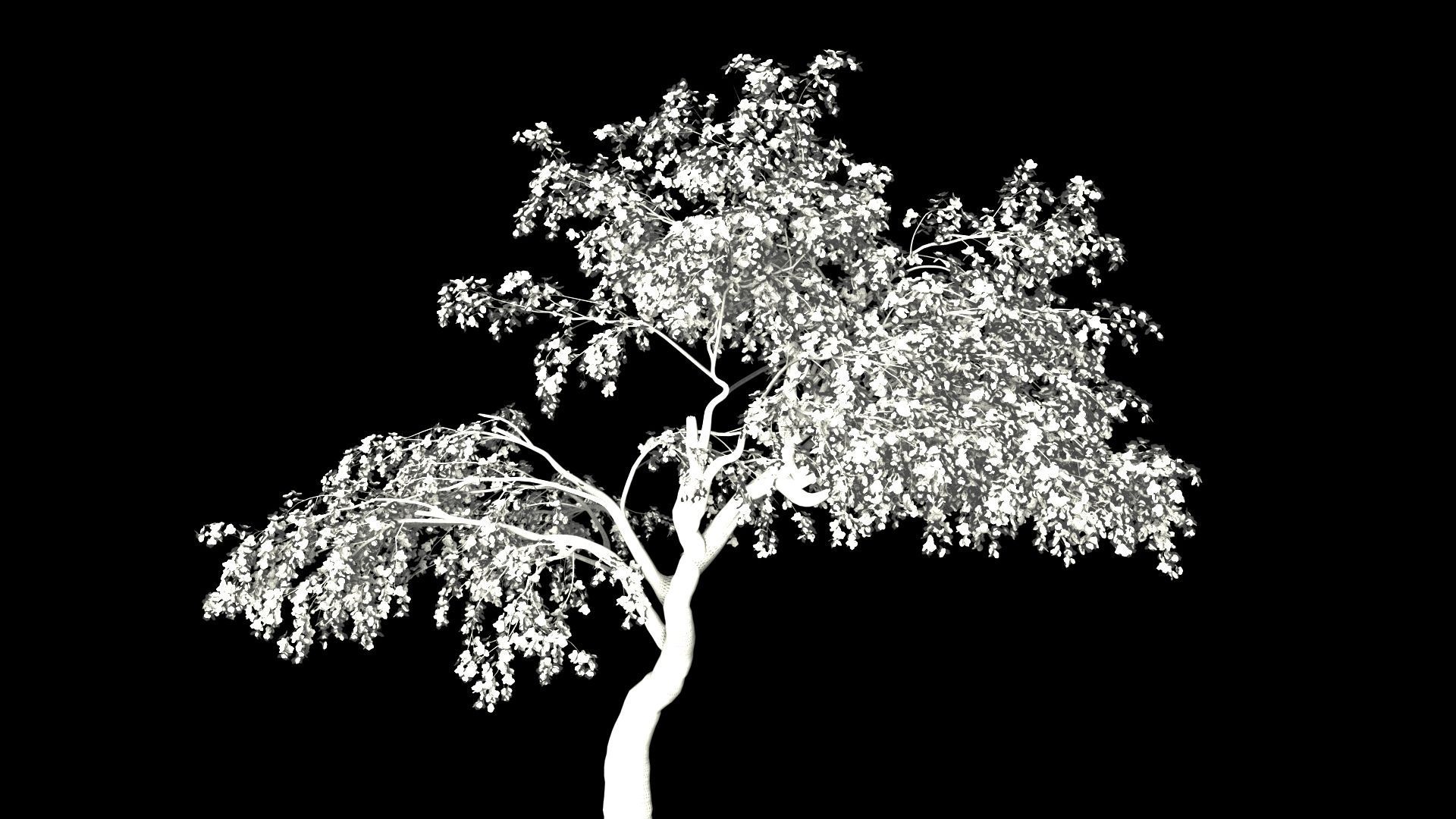 Cherry Tree Pack - All Three Seasons Low-poly 3D model_3