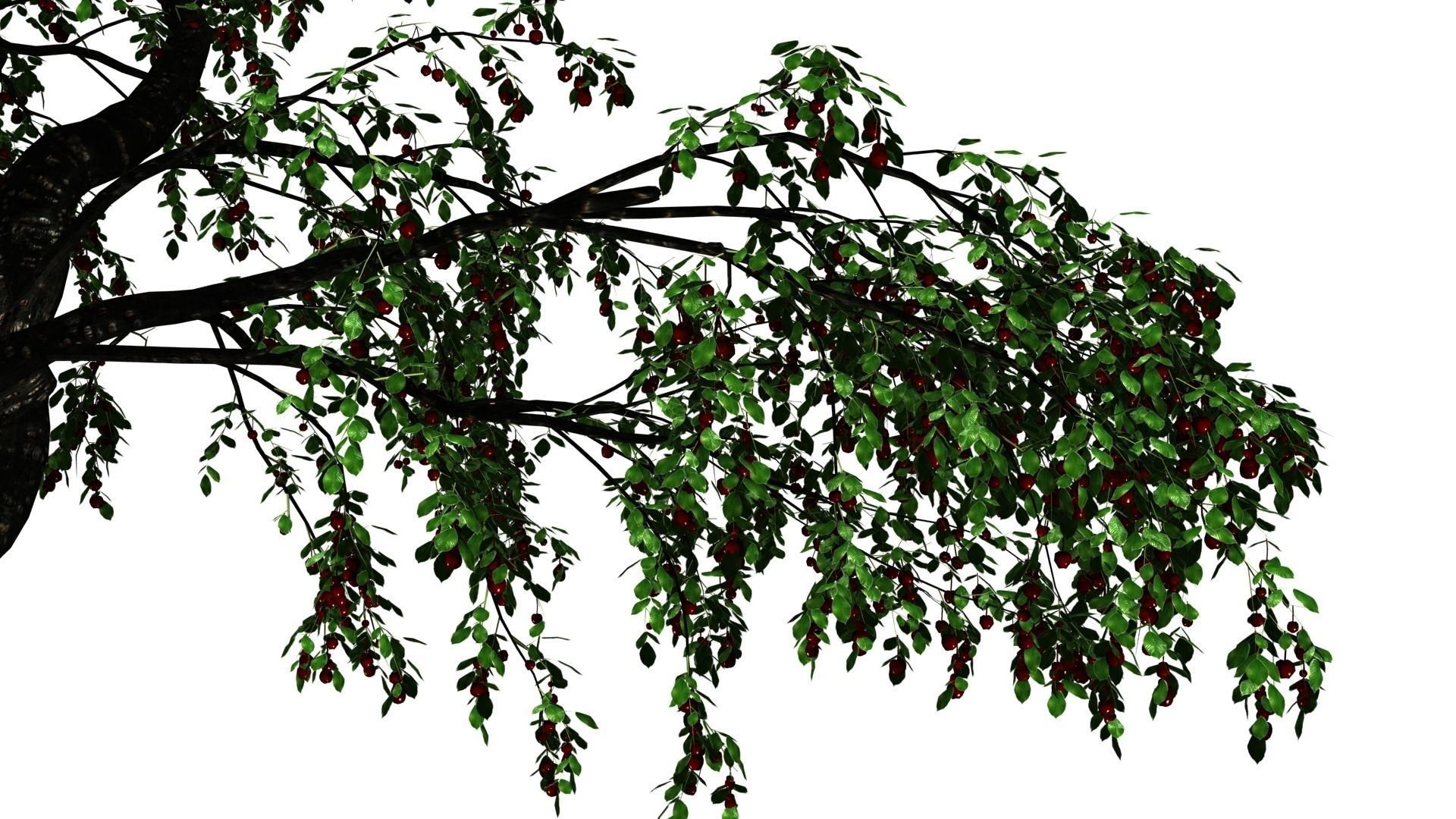 Cherry Tree Pack - All Three Seasons Low-poly 3D model_10