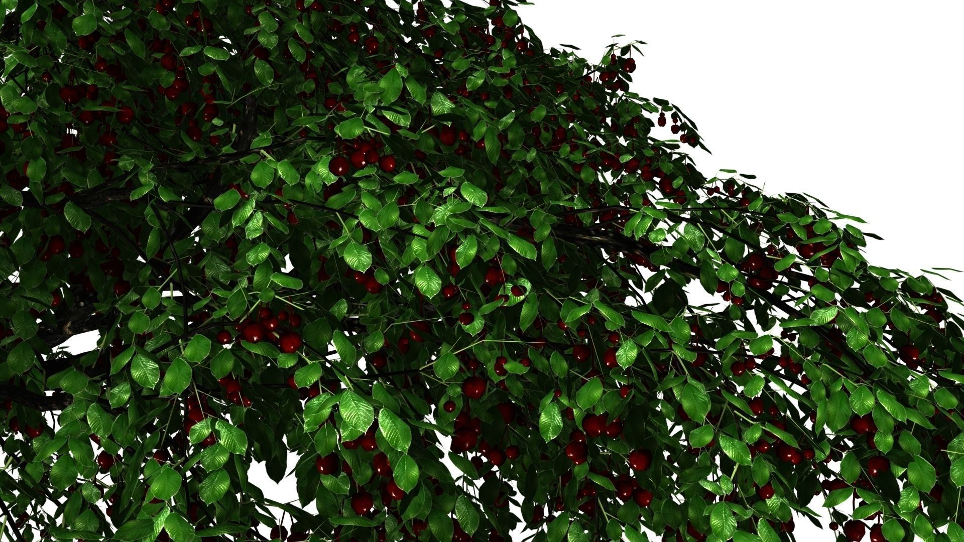 Cherry Tree Pack - All Three Seasons Low-poly 3D model_8