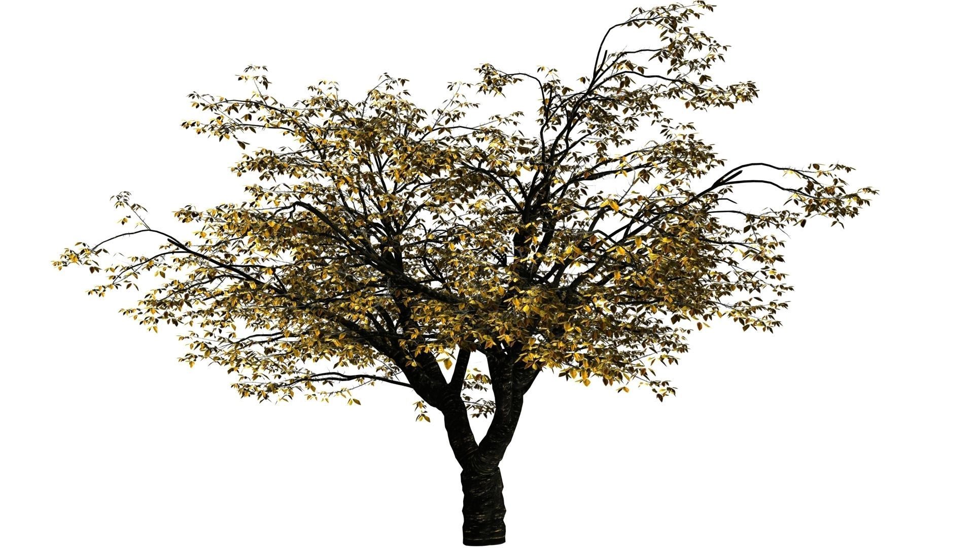 Cherry Tree Pack - All Three Seasons Low-poly 3D model_4