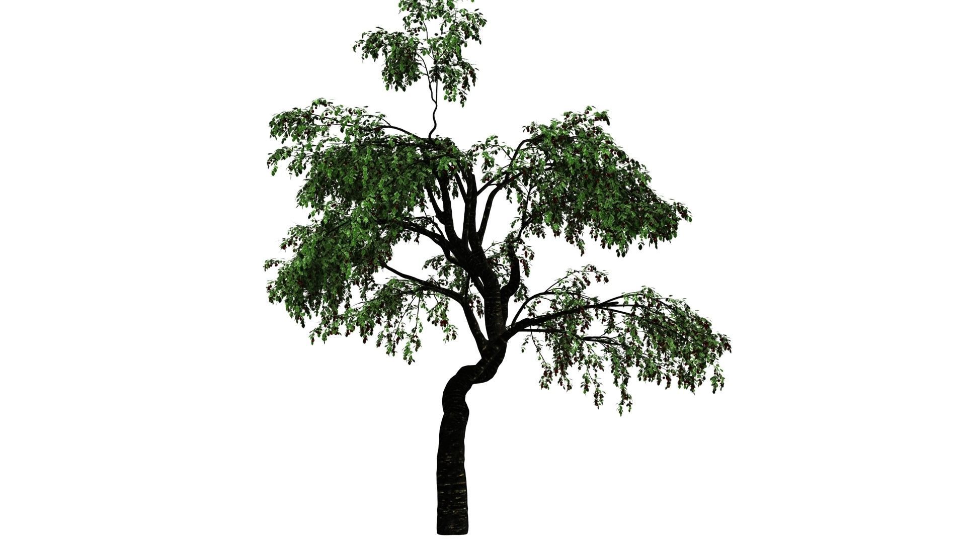 Cherry Tree Pack - All Three Seasons Low-poly 3D model_9