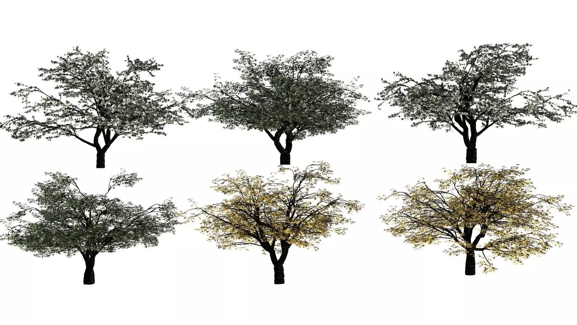 Cherry Tree Pack - All Three Seasons Low-poly 3D model_0