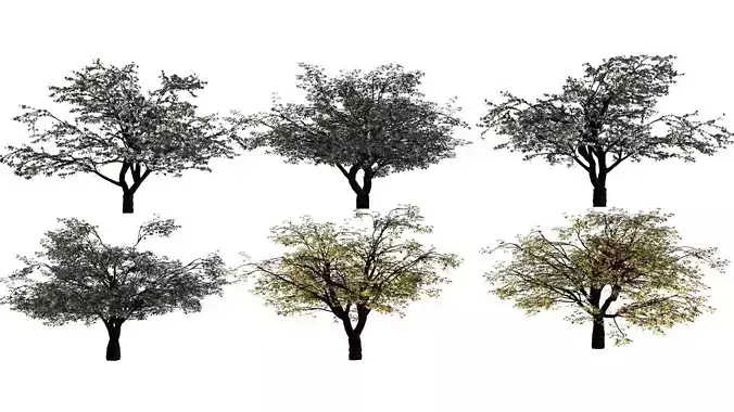 Cherry Tree Pack - All Three Seasons Low-poly 3D model