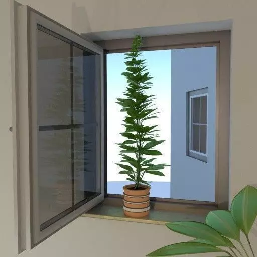 Window Plant Free 3D model_0
