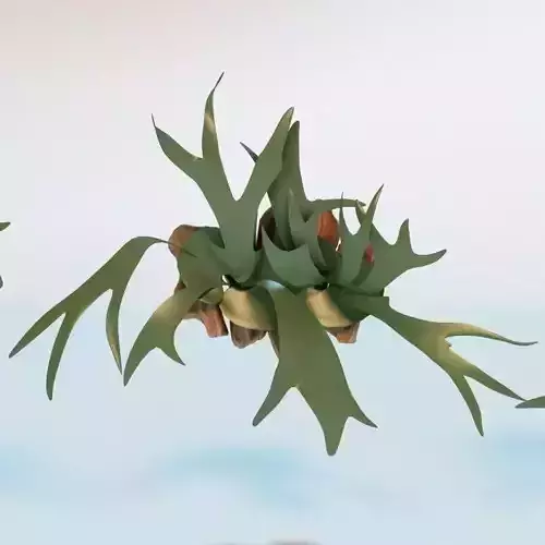 Living Wall Plant - Staghorn Fern 3D model