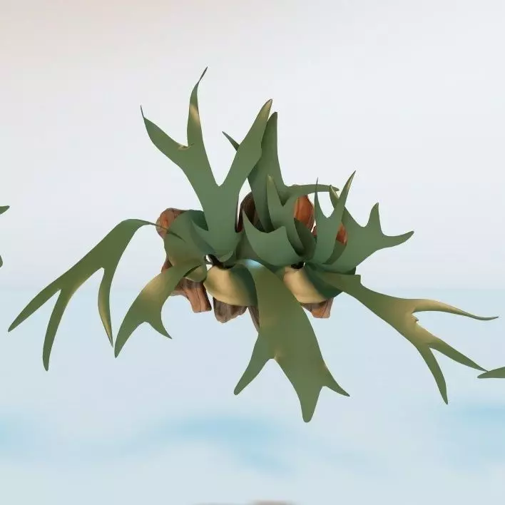 Living Wall Plant - Staghorn Fern 3D model_0