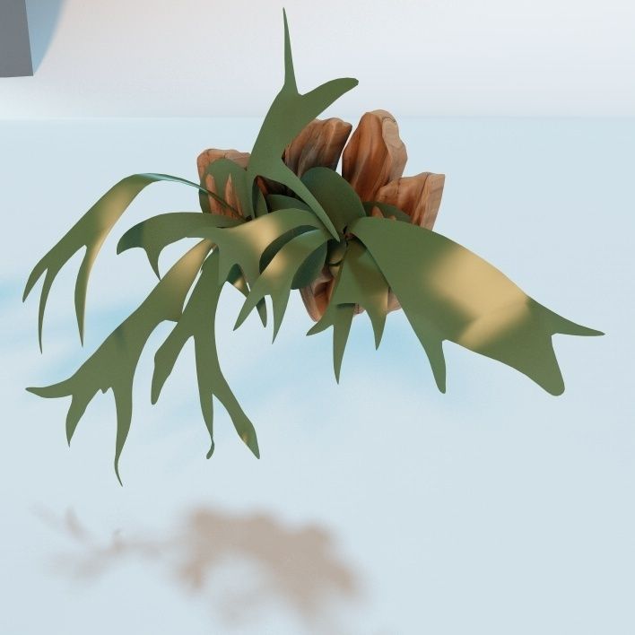 Living Wall Plant - Staghorn Fern 3D model_1