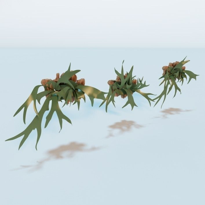 Living Wall Plant - Staghorn Fern 3D model_3