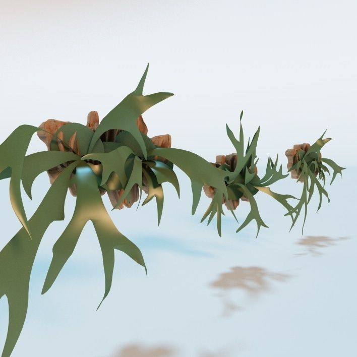 Living Wall Plant - Staghorn Fern 3D model_2