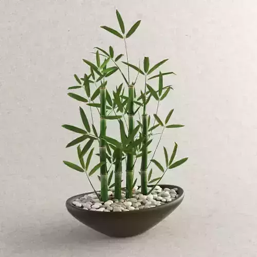 BAMBOO plant in bowl 3D model