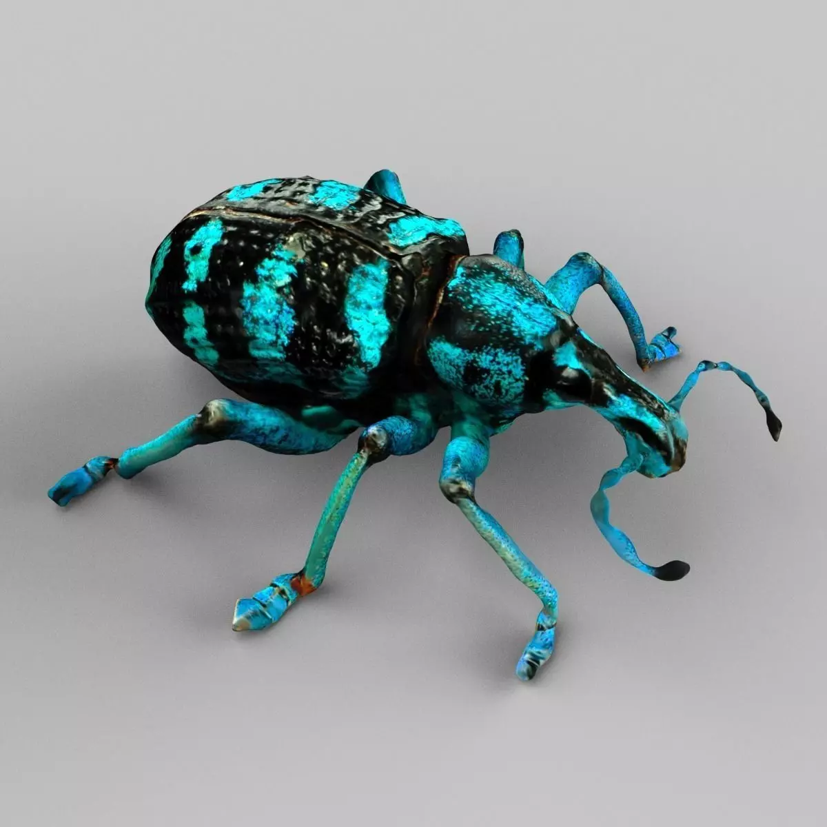 Eupholus Quinitaenia Beetle Low-poly 3D model_0