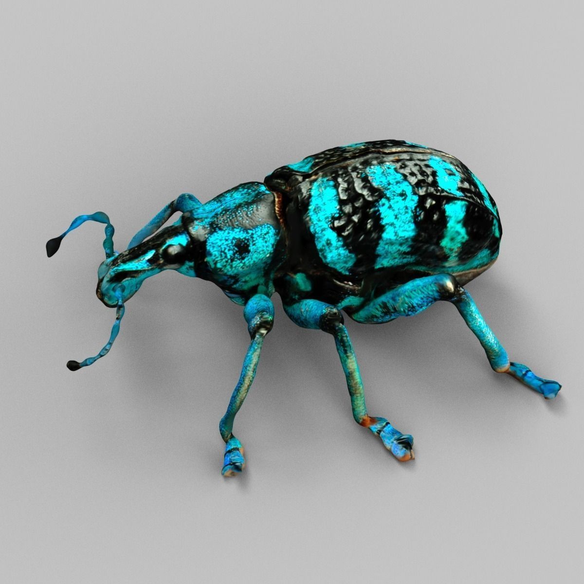 Eupholus Quinitaenia Beetle Low-poly 3D model_3