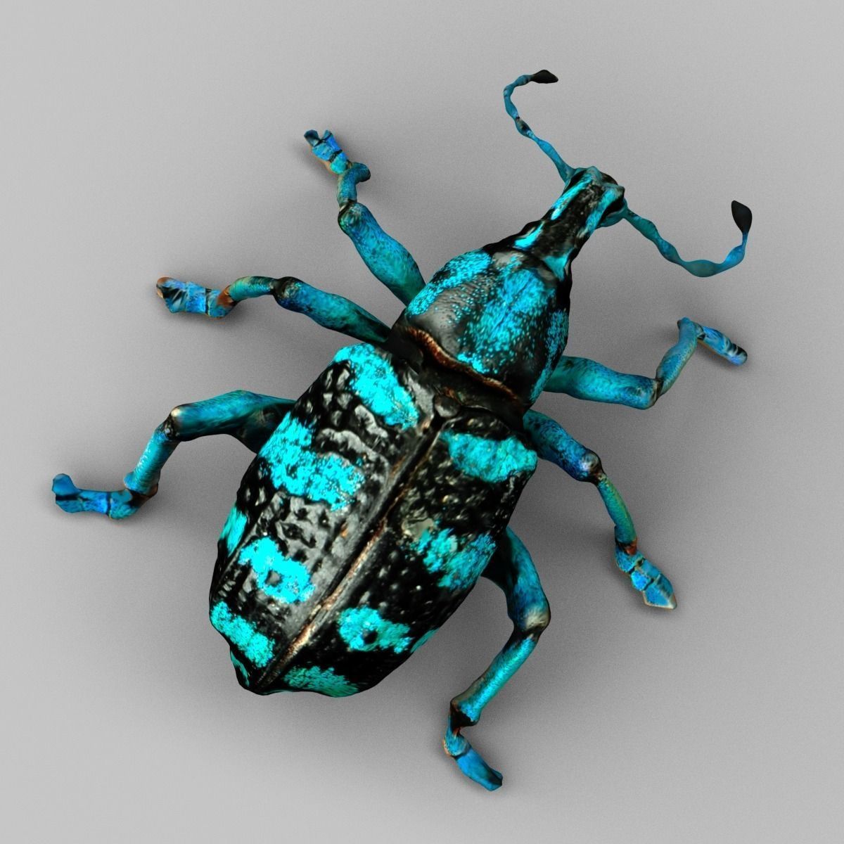 Eupholus Quinitaenia Beetle Low-poly 3D model_2