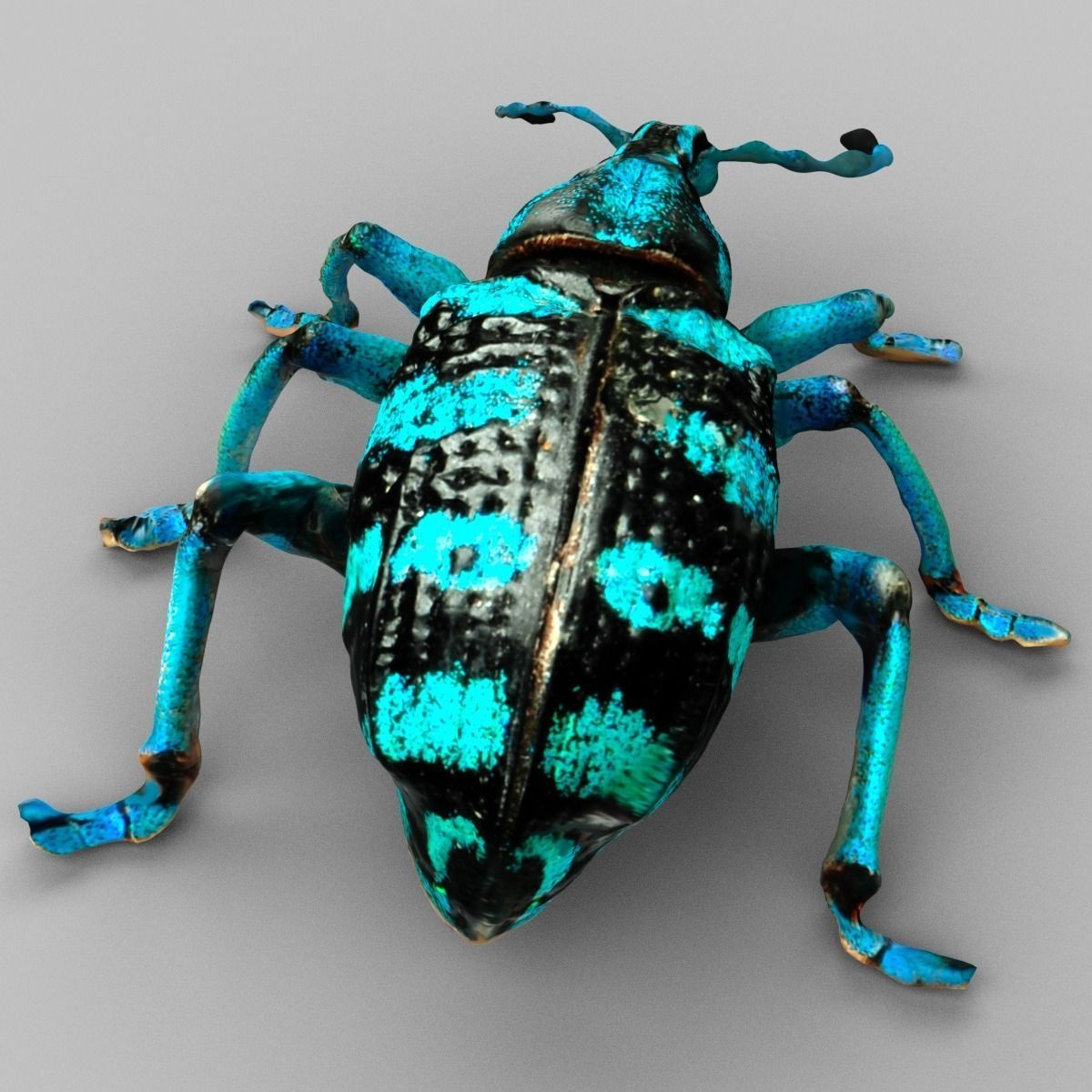Eupholus Quinitaenia Beetle Low-poly 3D model_1
