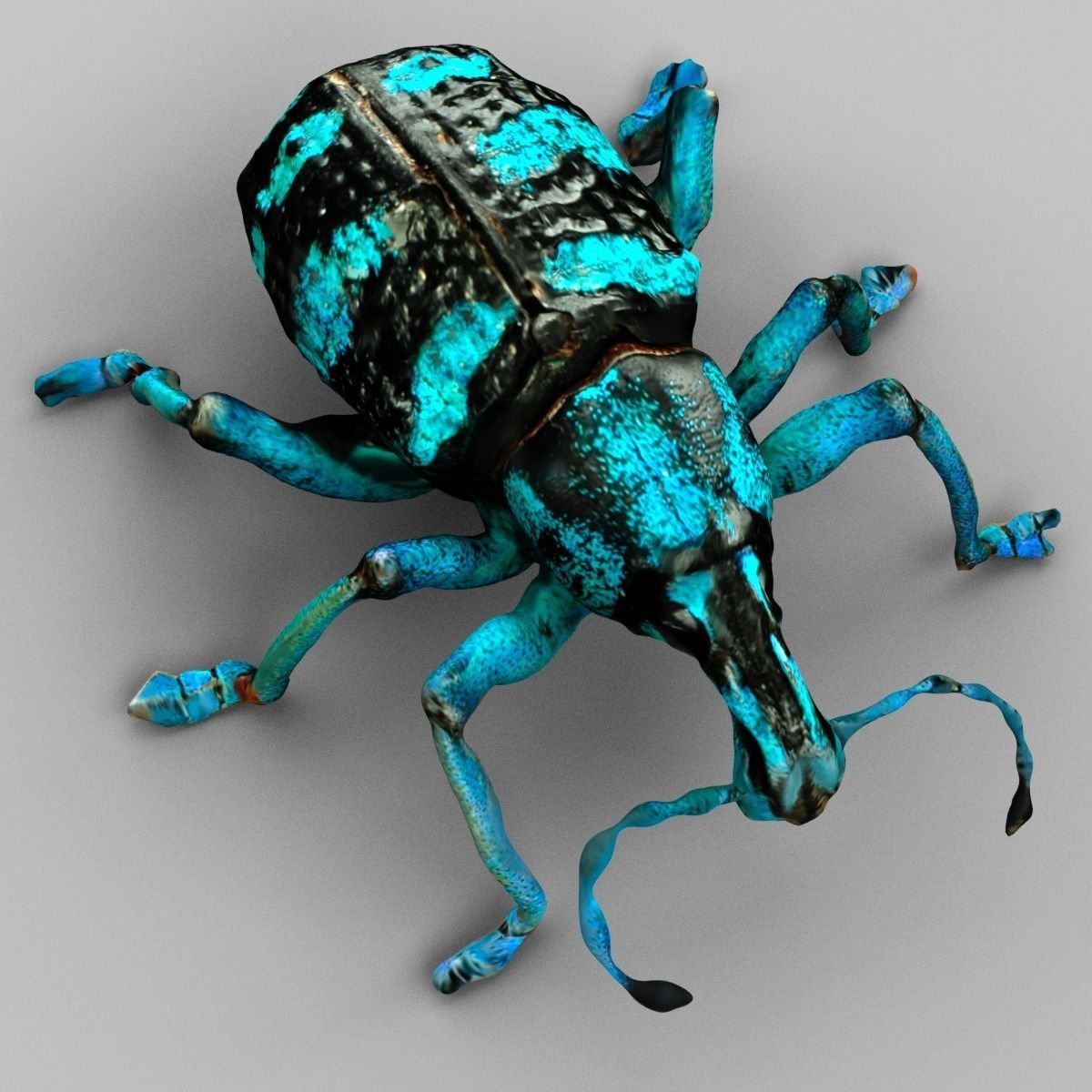 Eupholus Quinitaenia Beetle Low-poly 3D model_4