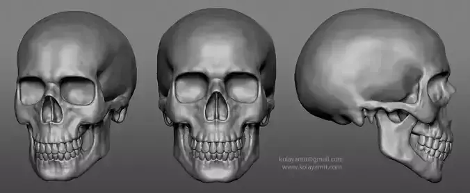 skull ZTL Free 3D model
