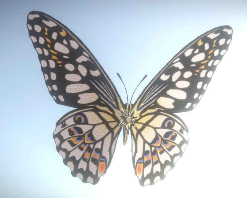 Animated Butterfly Low-poly 3D model_4