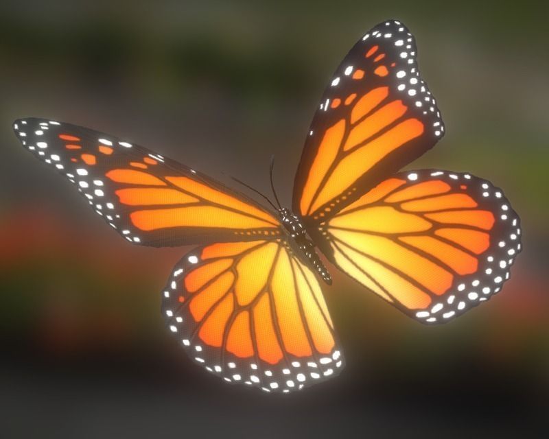 Animated Butterfly Low-poly 3D model_0