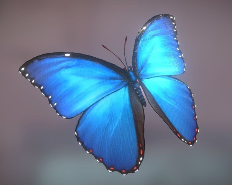 Animated Butterfly Low-poly 3D model_2