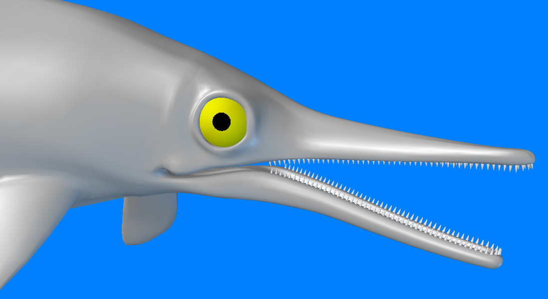 Ichthyosaurus dolphin 3D model_2