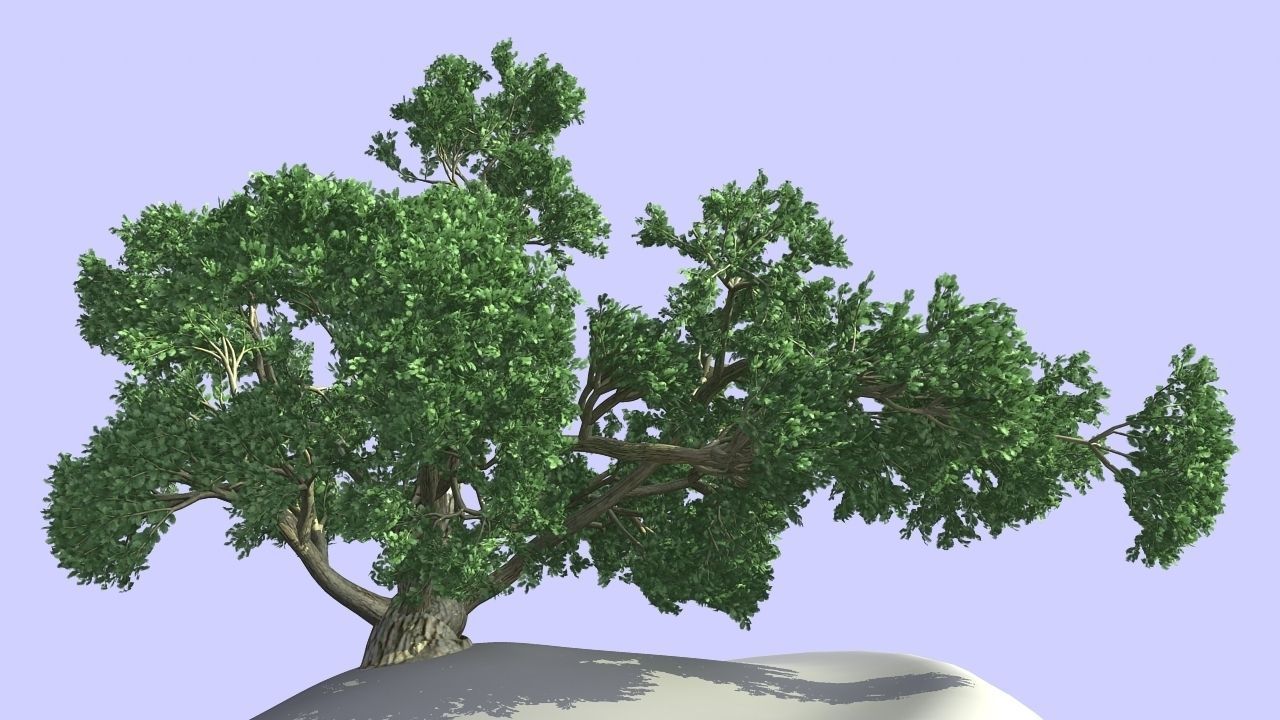 MAGNIFICENT TREE - GROWING - V1 3D model_4