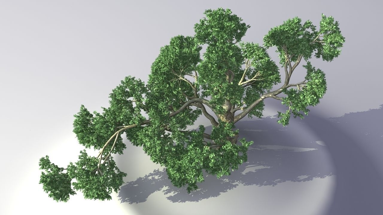 MAGNIFICENT TREE - GROWING - V1 3D model_5
