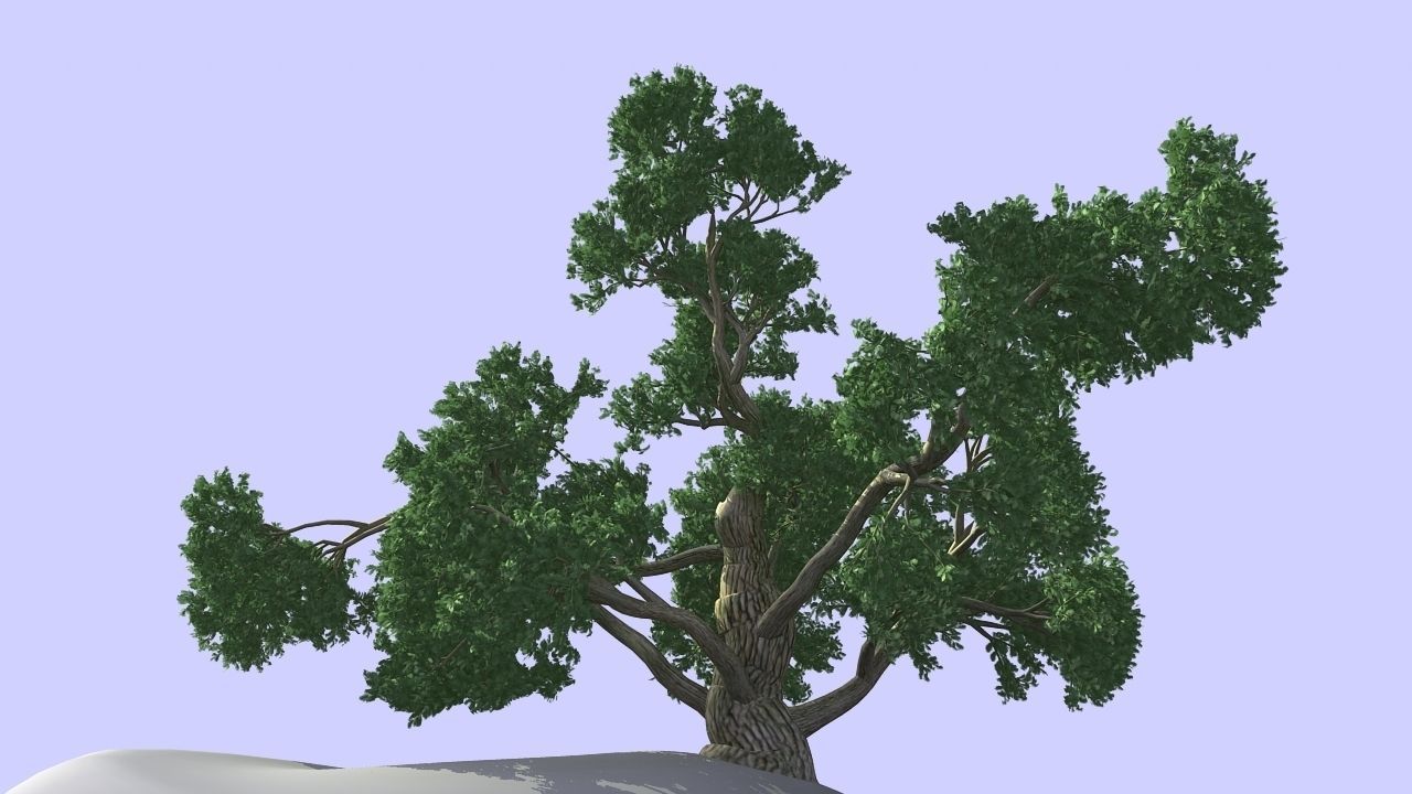 MAGNIFICENT TREE - GROWING - V1 3D model_13