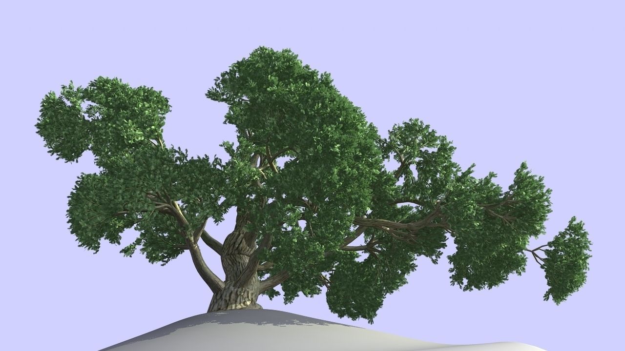 MAGNIFICENT TREE - GROWING - V1 3D model_6