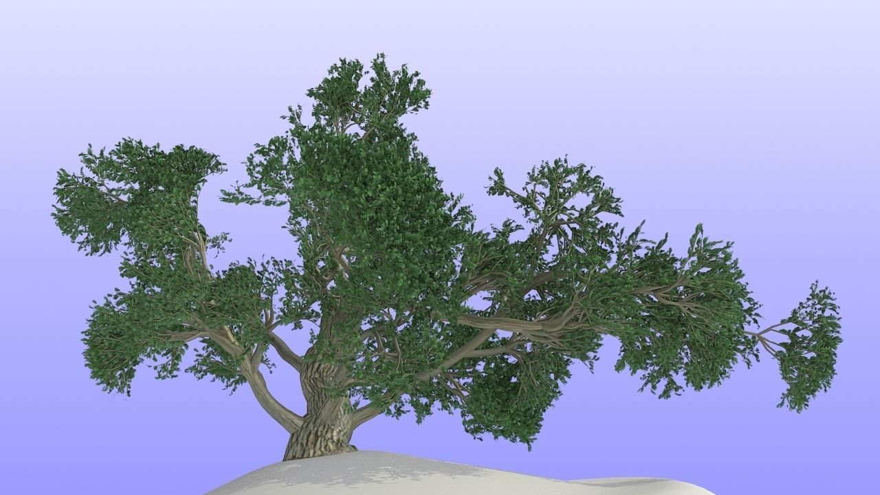 MAGNIFICENT TREE - GROWING - V1 3D model_12