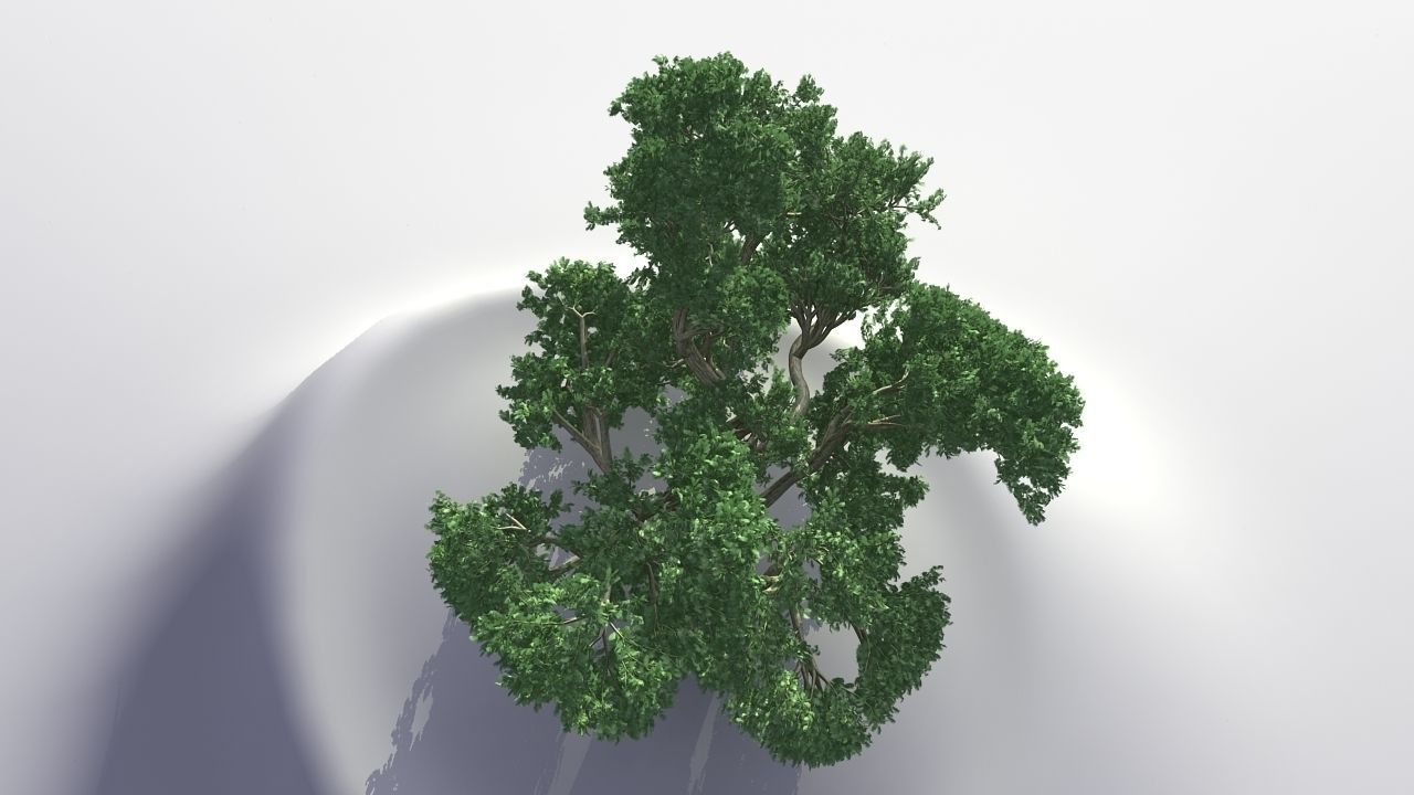 MAGNIFICENT TREE - GROWING - V1 3D model_7