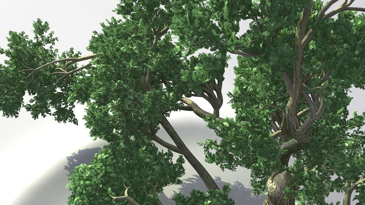 MAGNIFICENT TREE - GROWING - V1 3D model_15