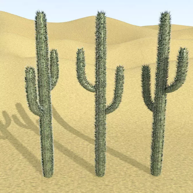 Cactus with Particle System Free 3D model_0