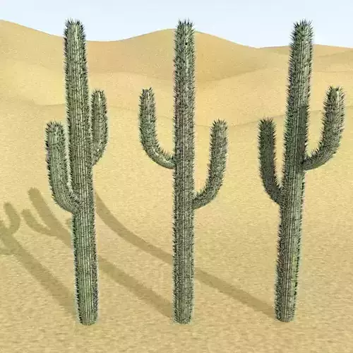 Cactus with Particle System Free 3D model