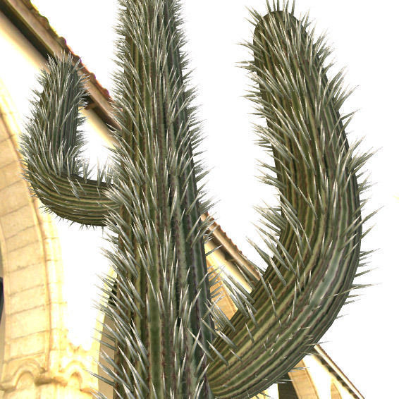 Cactus with Particle System Free 3D model_6