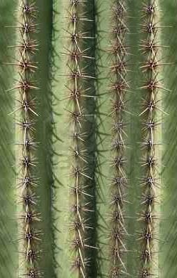 Cactus with Particle System Free 3D model_5