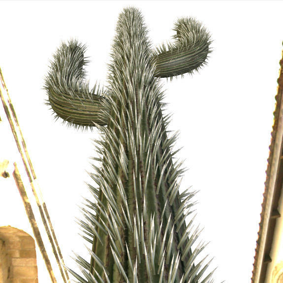 Cactus with Particle System Free 3D model_3