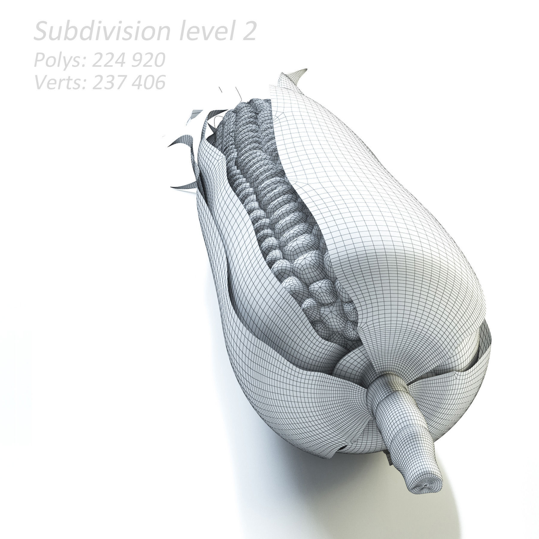 Realistic Corn ear of 3D model_8