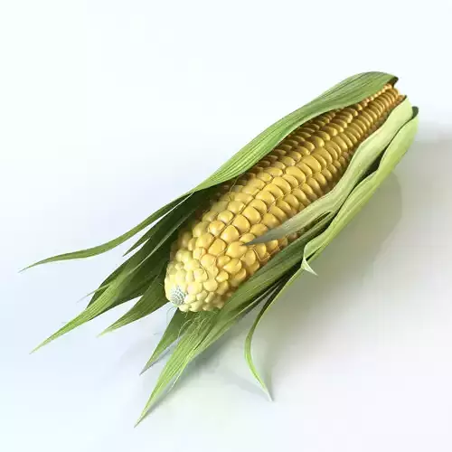 Realistic Corn ear of