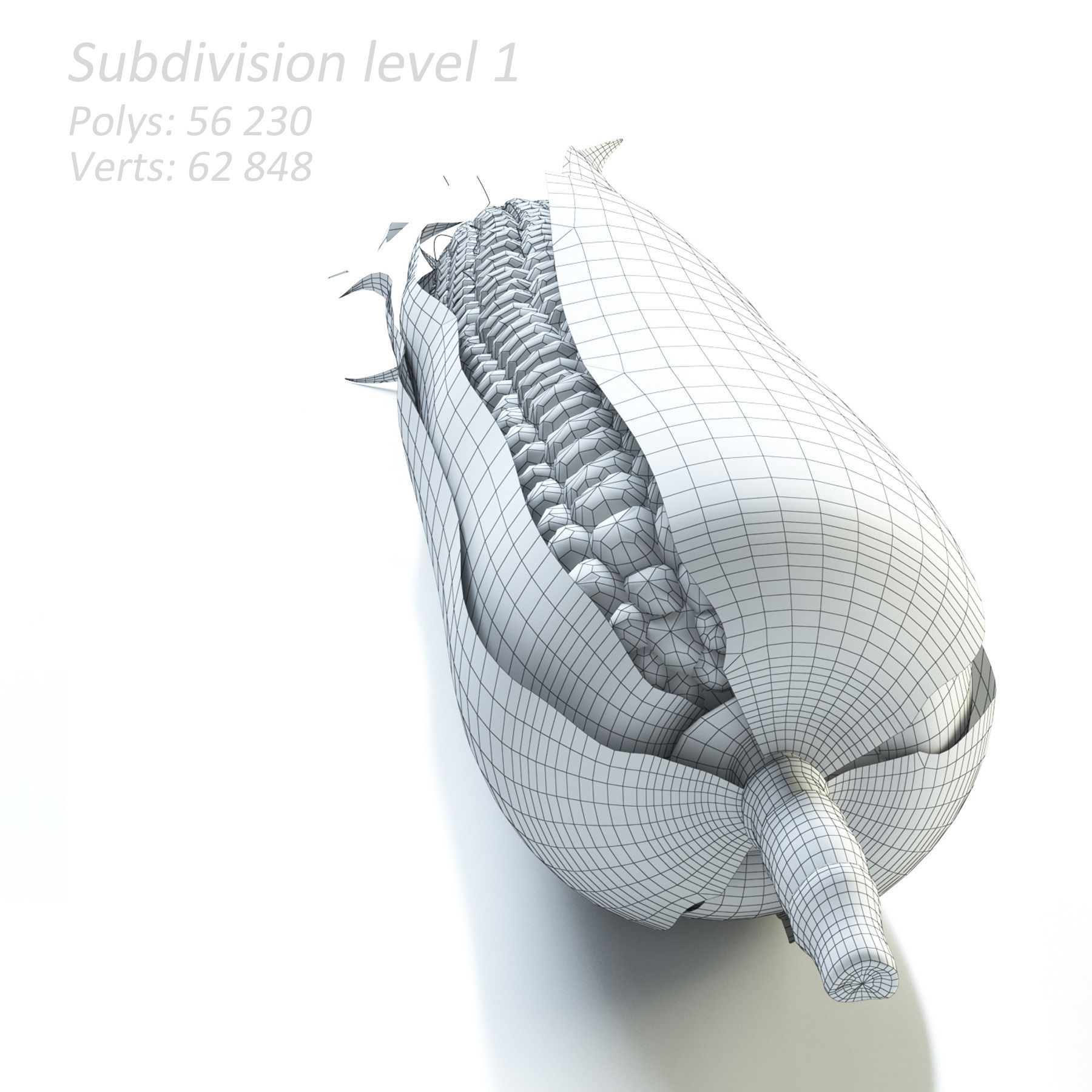 Realistic Corn ear of 3D model_7