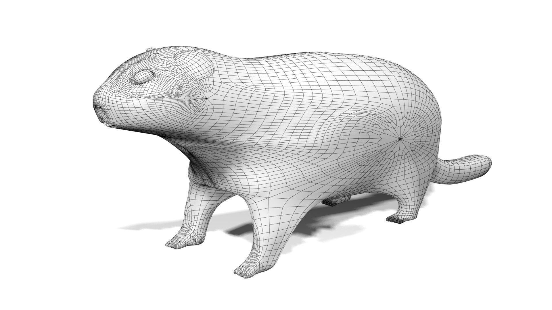 Groundhog UVW 3D model_6