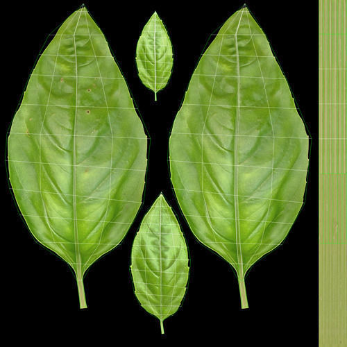 Vegetables Collection basil leaf 3D model_8
