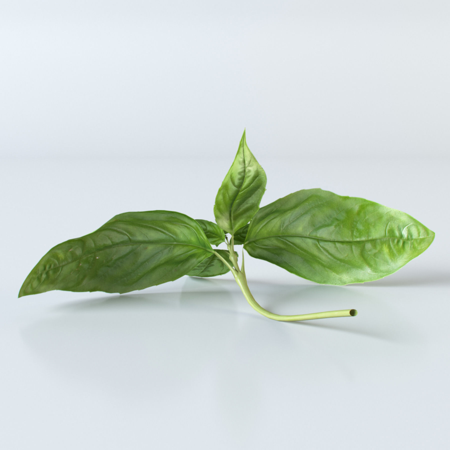 Vegetables Collection basil leaf 3D model_4