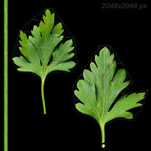 Vegetables Collection basil leaf 3D model_86
