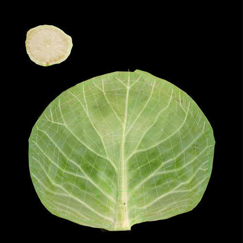 Vegetables Collection basil leaf 3D model_18