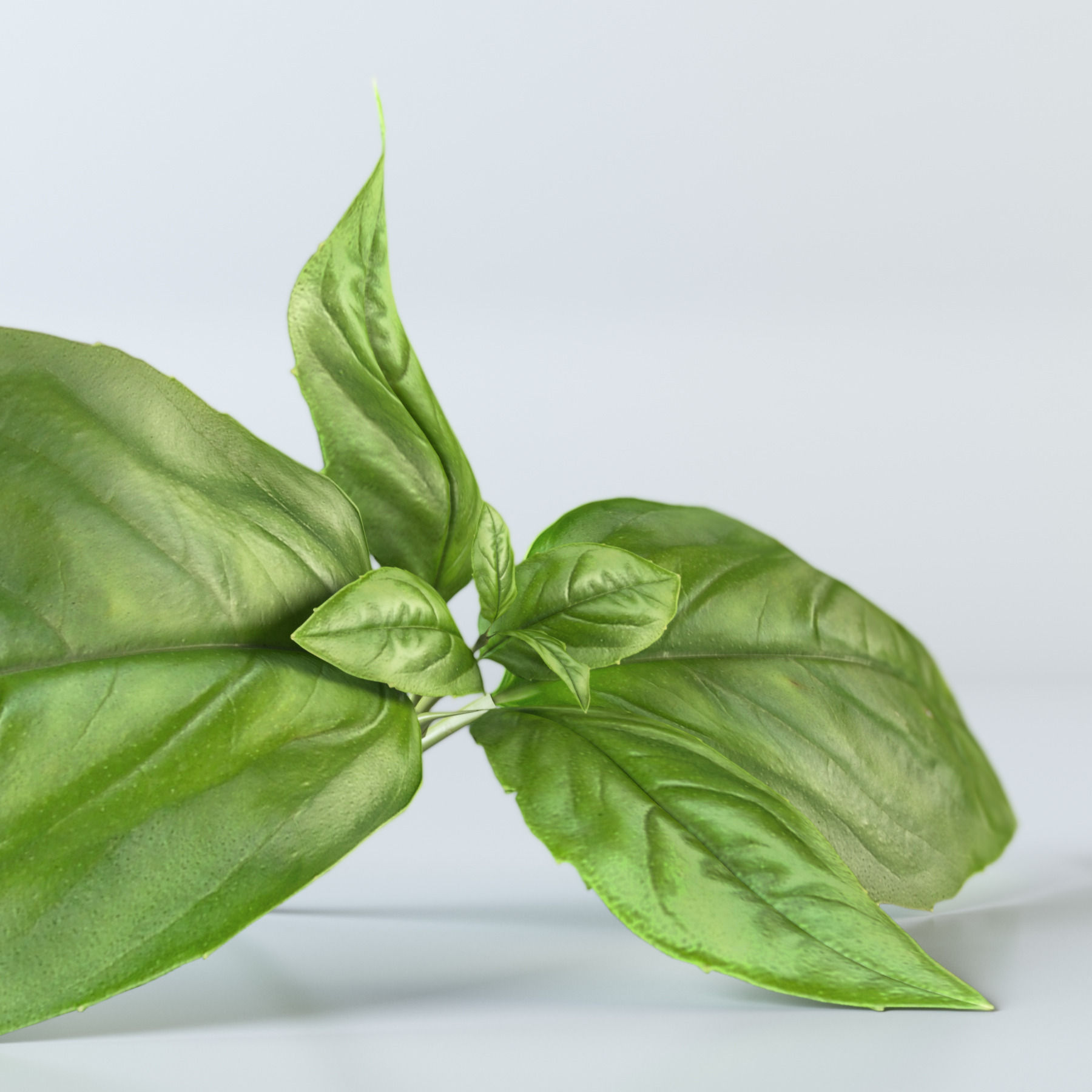 Vegetables Collection basil leaf 3D model_6